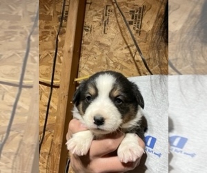 Australian Shepherd-Pembroke Welsh Corgi Mix Litter for sale in GREELEY, CO, USA