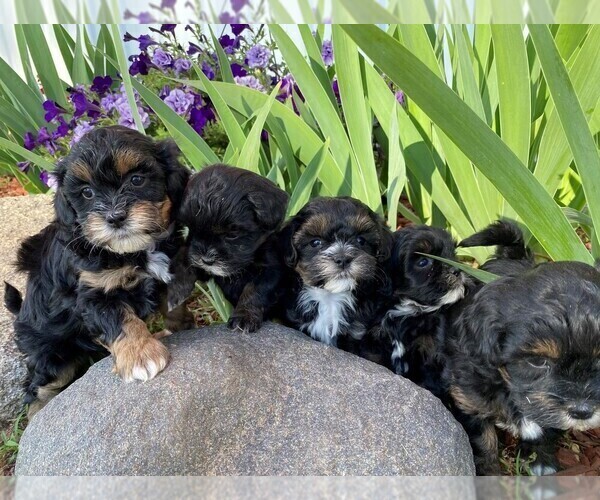 Medium Photo #1 ShihPoo Puppy For Sale in BONDUEL, WI, USA