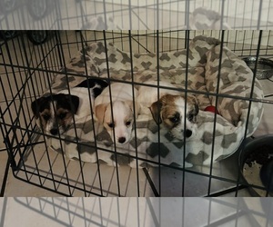 Jack Russell Terrier Litter for sale in LUCEDALE, MS, USA