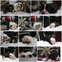 Olde English Bulldogge Litter for sale in EUGENE, OR, USA