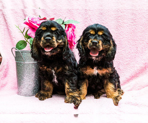 Cocker Spaniel Litter for sale in WAKARUSA, IN, USA