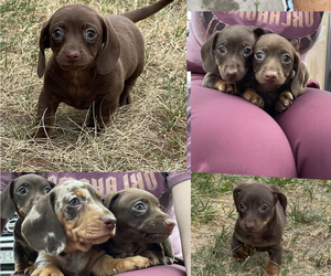 Dachshund Litter for sale in FORT MORGAN, CO, USA