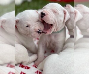 Dogo Argentino Litter for sale in DAINGERFIELD, TX, USA