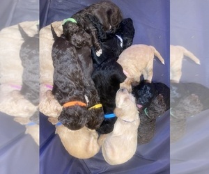 Goldendoodle Litter for sale in DILLWYN, VA, USA