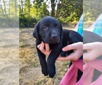 Small Photo #1 Labrador Retriever Puppy For Sale in OLYMPIA, WA, USA