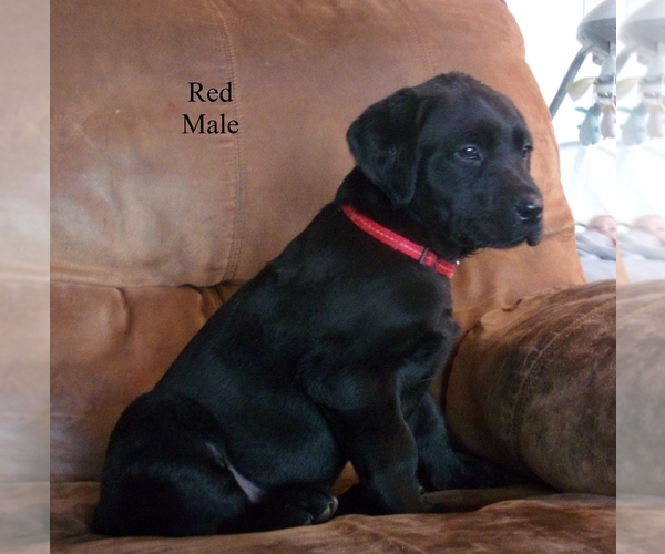 Medium Photo #1 Labrador Retriever Puppy For Sale in CLEVELAND, GA, USA
