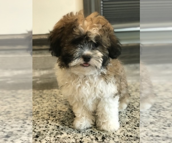 Medium Photo #1 Zuchon Puppy For Sale in PEMBROKE, KY, USA