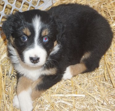 Medium Photo #1 Australian Shepherd Puppy For Sale in KEOKUK, IA, USA