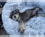 Small Schnauzer (Miniature)