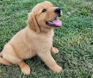Golden Retriever Litter for sale in RAYWICK, KY, USA