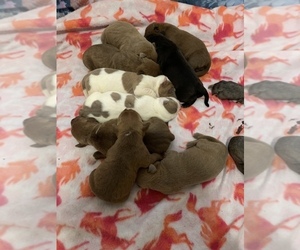 American Staffordshire Terrier-Rottweiler Mix Litter for sale in WARWICK, RI, USA