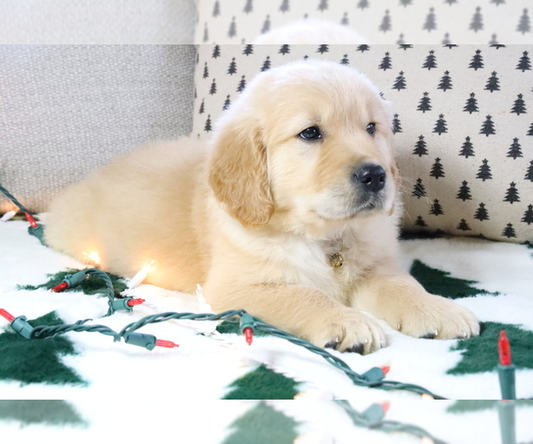Medium Photo #1 Golden Retriever Puppy For Sale in BOSWELL, IN, USA