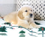 Small Photo #1 Golden Retriever Puppy For Sale in BOSWELL, IN, USA