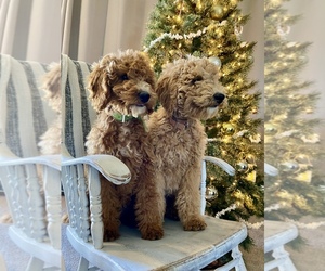 Goldendoodle Litter for sale in KOKOMO, IN, USA