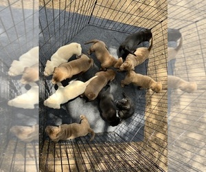American Pit Bull Terrier-Labrador Retriever Mix Litter for sale in WASHINGTON, DC, USA