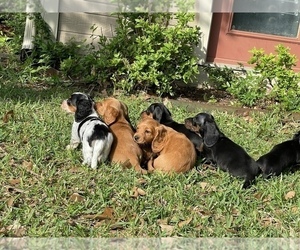 Dachshund Litter for sale in TERRELL, TX, USA