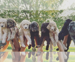 Poodle (Standard) Litter for sale in QUINCY, IL, USA