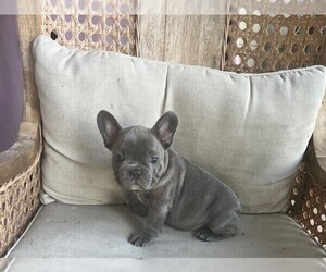 French Bulldog Litter for sale in ARDMORE, OK, USA