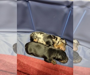Dachshund Litter for sale in BAXTER, MN, USA