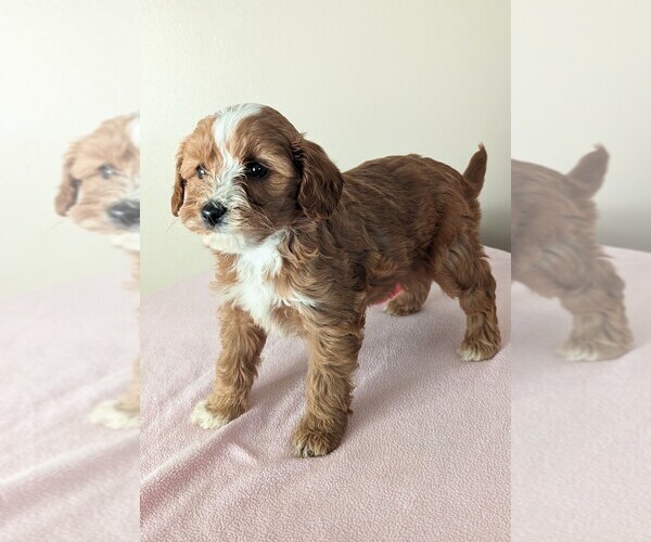 Medium Photo #1 Cavapoo-Poodle (Miniature) Mix Puppy For Sale in DUNNVILLE, KY, USA