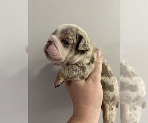English Bulldog Litter for sale in ATHENS, GA, USA