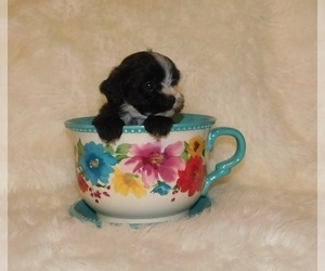 ShihPoo Litter for sale in WARRENSBURG, MO, USA