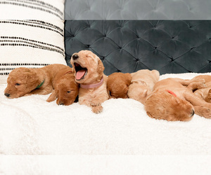 Double Doodle Litter for sale in SUGAR LAND, TX, USA