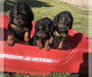 Poogle Litter for sale in BOWLING GREEN, KY, USA