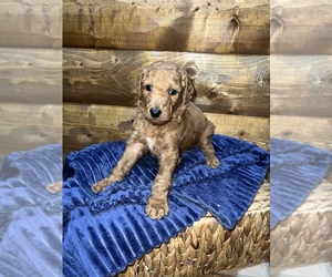 Goldendoodle Litter for sale in HILLSBORO, MO, USA