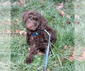 Miniature Labradoodle Litter for sale in MANHEIM, PA, USA