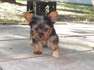 Yorkshire Terrier Litter for sale in COLLEGE STATION, TX, USA
