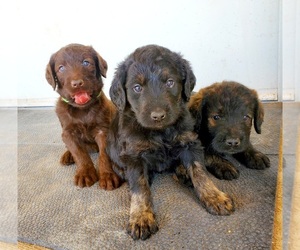 Labradoodle Litter for sale in ROSWELL, NM, USA