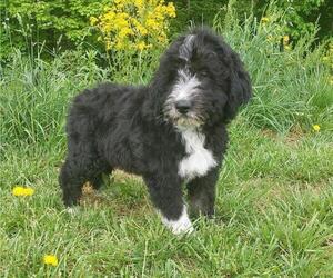 Aussiedoodle Litter for sale in LEWISBURG, KY, USA