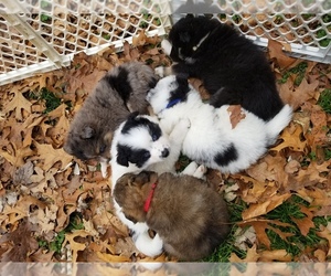 Pomsky Litter for sale in ROGERS, AR, USA
