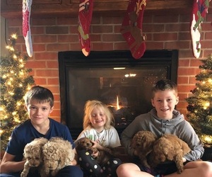 Goldendoodle (Miniature) Litter for sale in MARSHALLVILLE, OH, USA