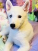 Small Photo #1 Alaskan Klee Kai Puppy For Sale in PORT SAINT LUCIE, FL, USA