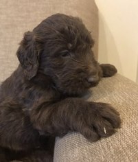 Labradoodle Litter for sale in JASPER, IN, USA
