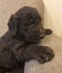 Small Photo #1 Labradoodle Puppy For Sale in JASPER, IN, USA