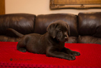 Small Labrador Retriever