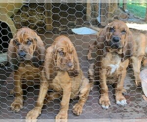 Bloodhound Litter for sale in OLIN, NC, USA