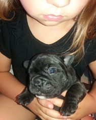 French Bulldog Litter for sale in CHESNEE, SC, USA
