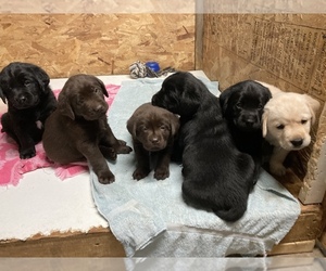 Labrador Retriever Litter for sale in BLOOMFIELD, NY, USA