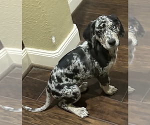 Catahoula Leopard Dog Litter for sale in SPRING, TX, USA