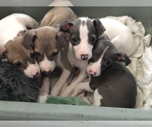 Italian Greyhound Litter for sale in MOORPARK, CA, USA