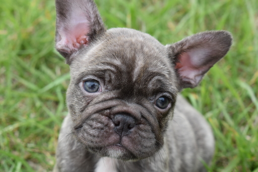 Medium Photo #1 French Bulldog Puppy For Sale in WEST PLAINS, MO, USA