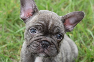 French Bulldog Litter for sale in WEST PLAINS, MO, USA