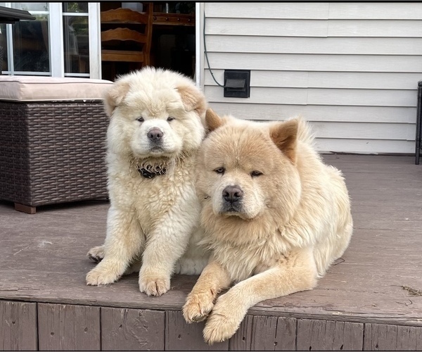 Medium Photo #1 Chow Chow Puppy For Sale in ROMEOVILLE, IL, USA