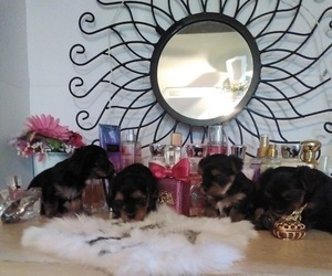 Yorkshire Terrier Litter for sale in SAN ANTONIO, TX, USA