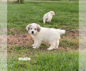 Great Pyrenees Litter for sale in DECATUR, IN, USA