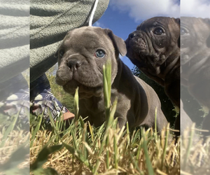 French Bulldog Litter for sale in ASHLAND, OR, USA